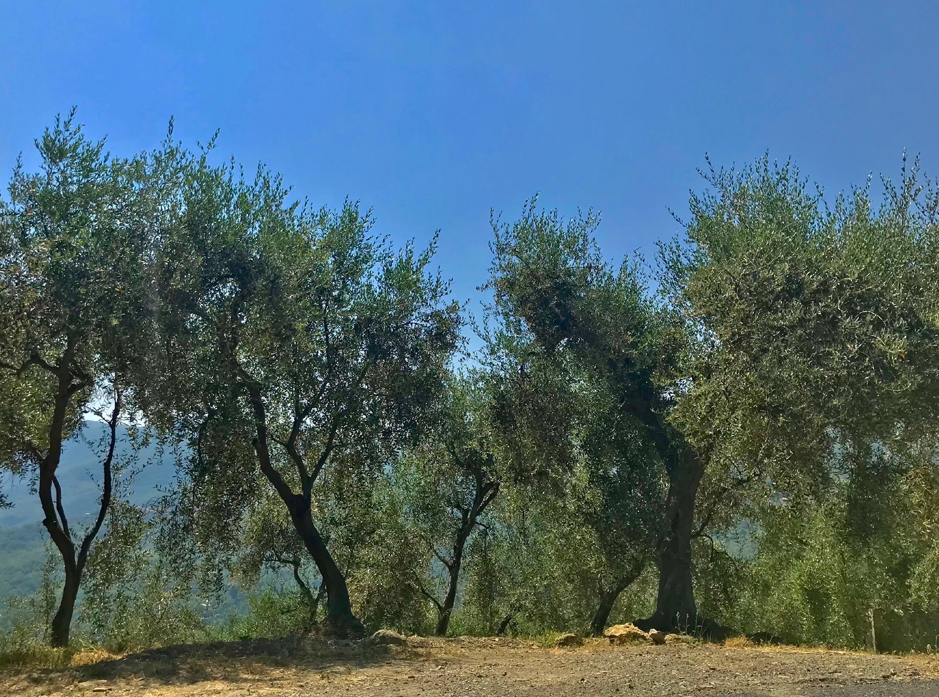 A Walk among the Olive Trees