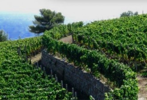 Riviera Wine Experience